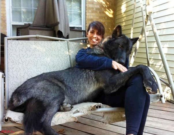 25 огромных собак, которые не понимают то, насколько они большие