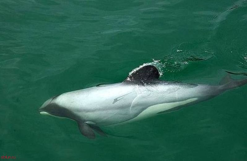 Мауи – самый маленький дельфин в мире. 9 фото