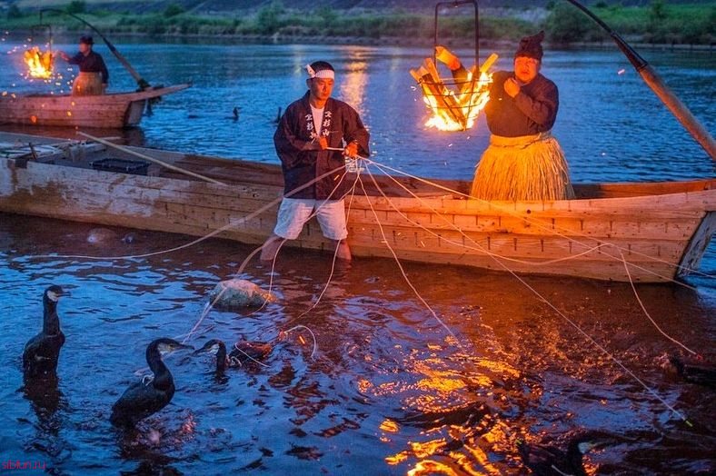 Ukai – необычная японская рыбалка при помощи бакланов