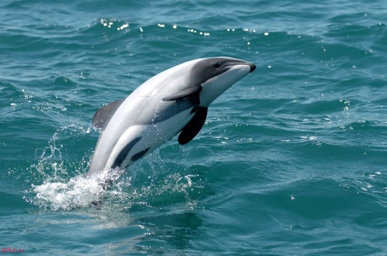 Мауи – самый маленький дельфин в мире. 9 фото