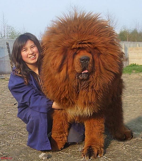 25 огромных собак, которые не понимают то, насколько они большие