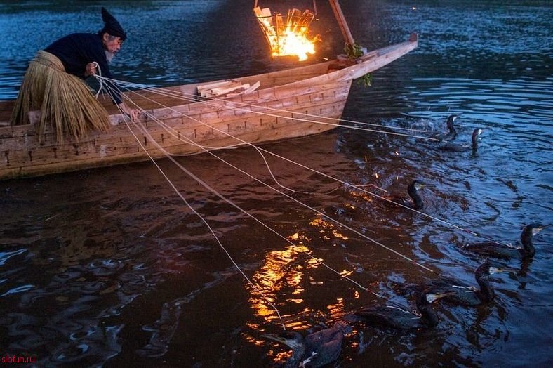 Ukai – необычная японская рыбалка при помощи бакланов