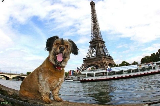 Оскар - самый знаменитый пёс путешественник в мире