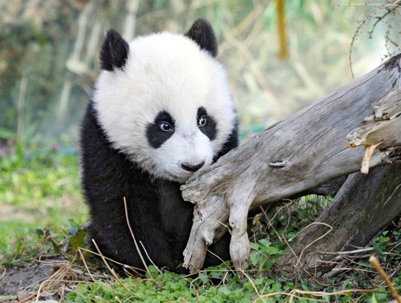 В китайском зоопарке панда родила тройню