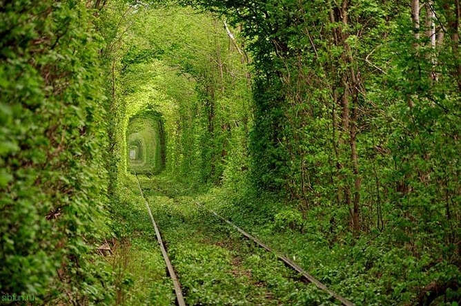 Топ-4 самых красивых «живых» тоннелей из деревьев