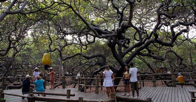 Самое крупное и необычное дерево Южной Америки