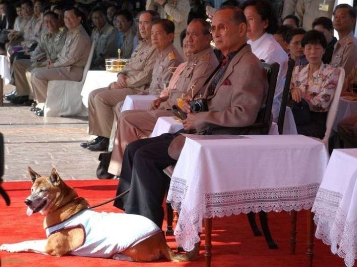 За то что житель Таиланда оскорбил собаку короля ему грозит 37 лет тюрьмы