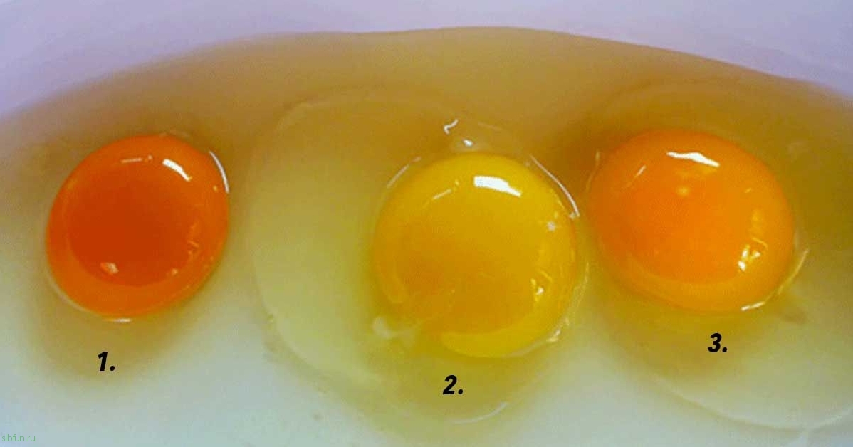 Какого цвета яичные желтки у здоровой курицы? 