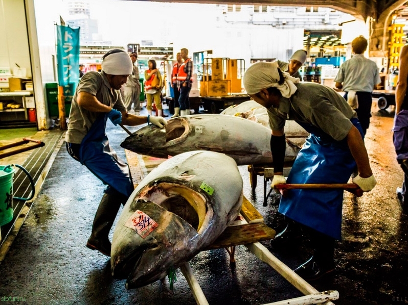 Цукидзи – крупнейший рыбный рынок мира