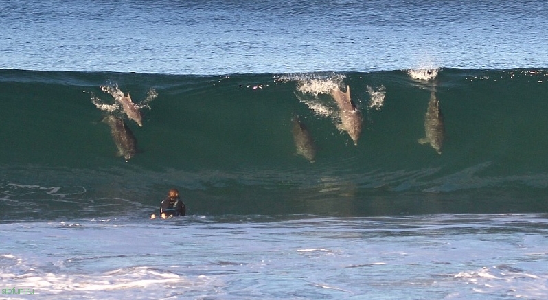 Дельфиний серфинг в Австралии