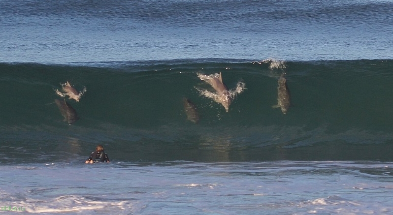 Дельфиний серфинг в Австралии