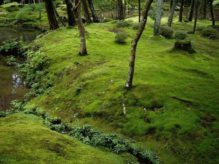 Древний сад мхов Koinzan Saihoji в Японии