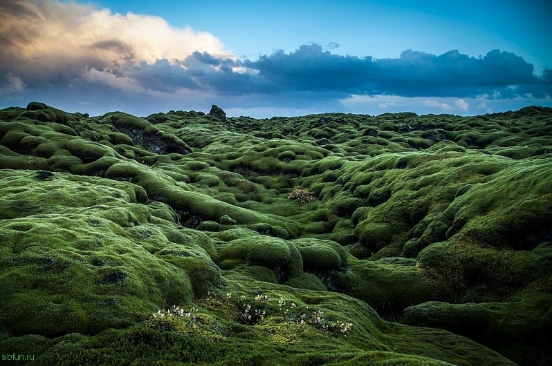 Удивительные моховые поля Eldraun в Исландии