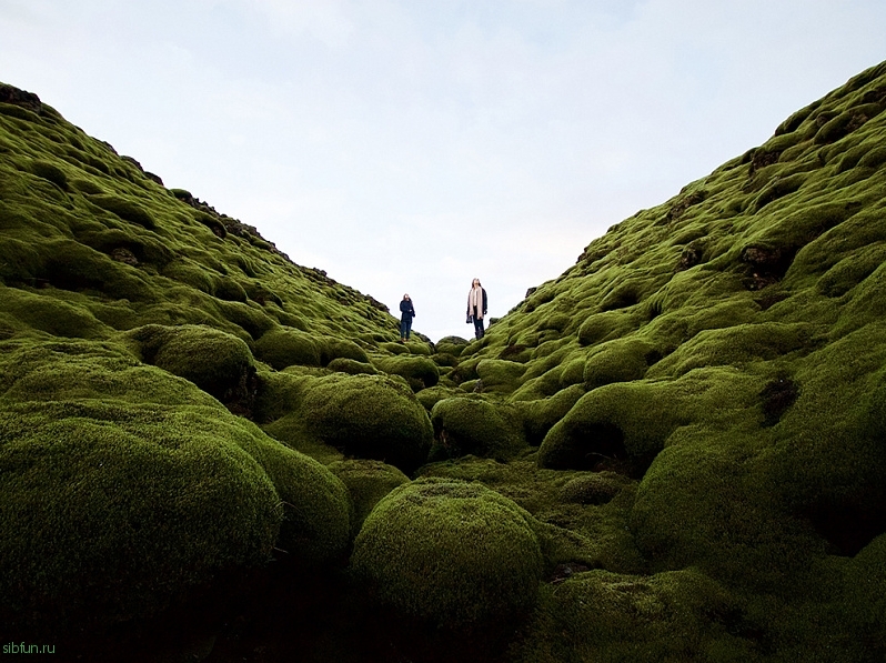 Удивительные моховые поля Eldraun в Исландии