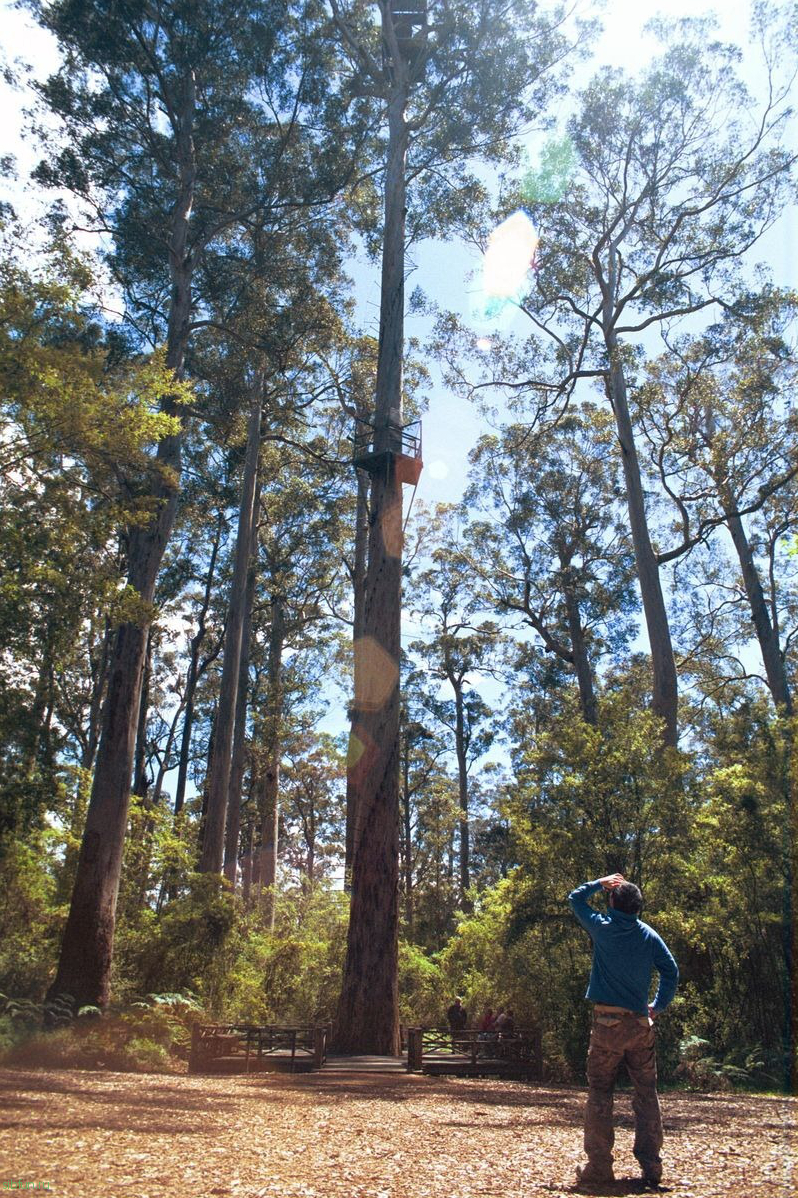 Пожарные «дозорные деревья» в США и Австралии