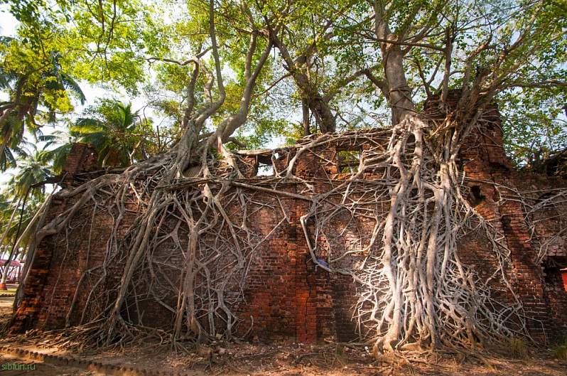 Остров Росс – руины бывшей исправительной колонии, поглощенные корнями деревьев