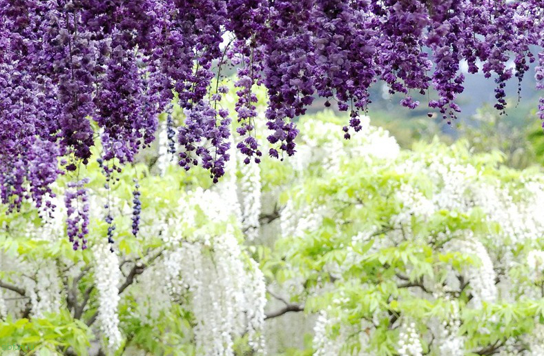 Потрясающий парк цветов Фудзи в Японии