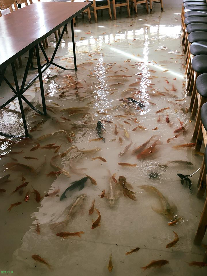 Уникальное кафе в Хошимине, где на полу плавают рыбы
