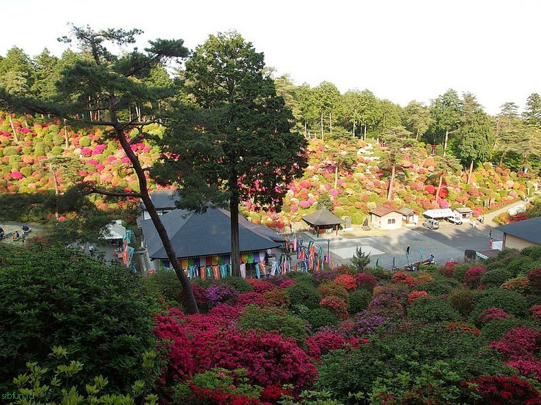 Shiofune-Kannon-ji Temple – буддийский храм, окруженный разноцветными кустами азалии