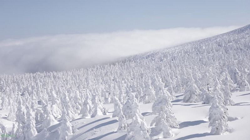 Снежные монстры горы Зао в центральной части Японии