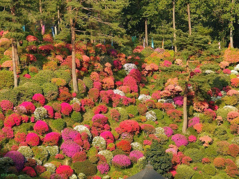 Shiofune-Kannon-ji Temple – буддийский храм, окруженный разноцветными кустами азалии