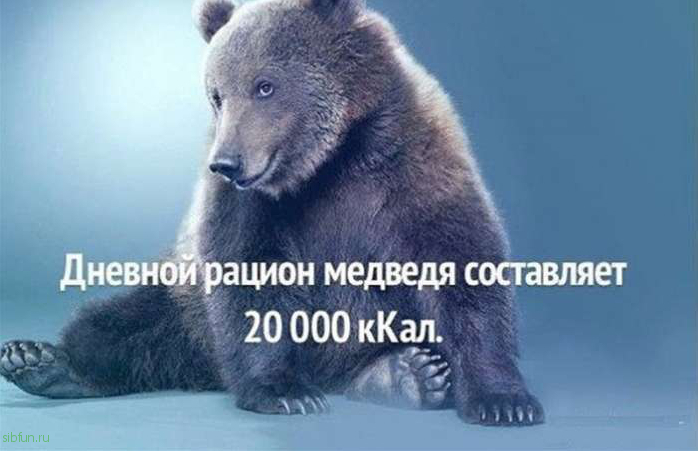 Любопытные факты о медведях
