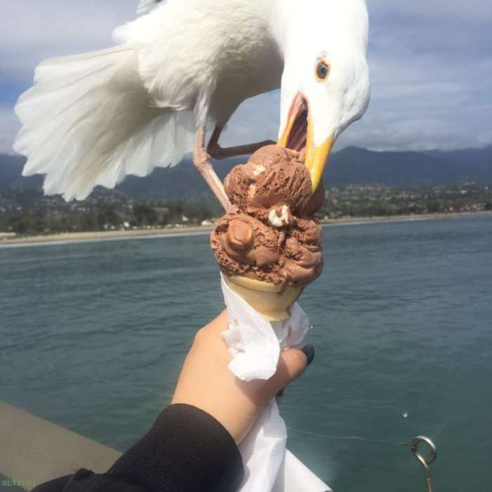 Девушка решила сделать фото мороженого на фоне океана