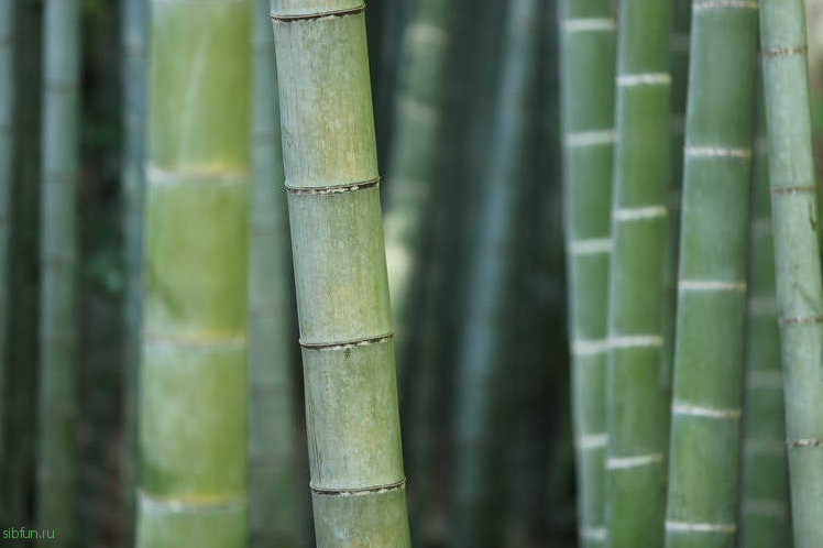 Bambooze - китайский ликер, выдержанный в растущих бамбуковых стволах
