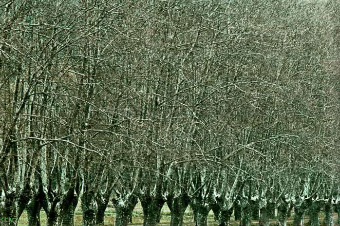 Портретные деревья Франка Хорвата