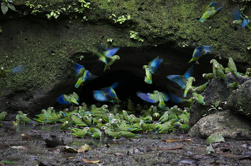 Почему попугаи Ара поедают глину? Рассказываем секрет завораживающего зрелища