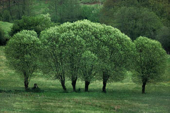 Портретные деревья Франка Хорвата