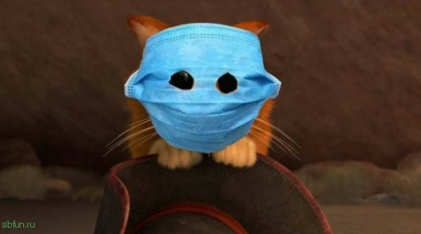 Кот, которого защитили от коронавируса маской, стал героем смешных фотожаб