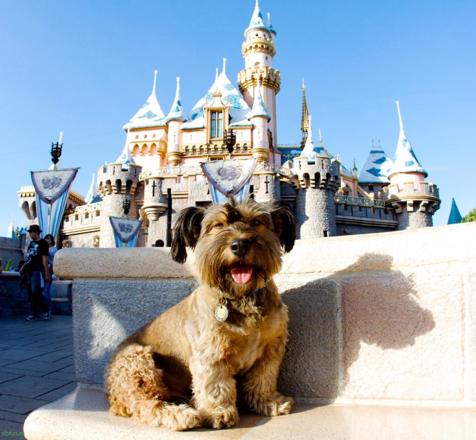 Оскар — самый знаменитый пёс путешественник в мире