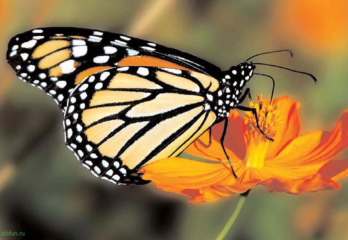 Великая путешественница бабочка Данаида монарх