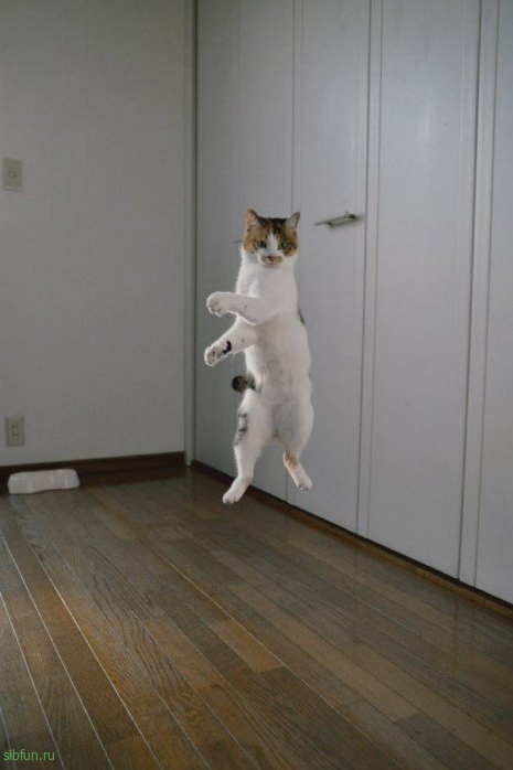 Кот-прыгун стал новым героем фотошоп-битвы в Сети