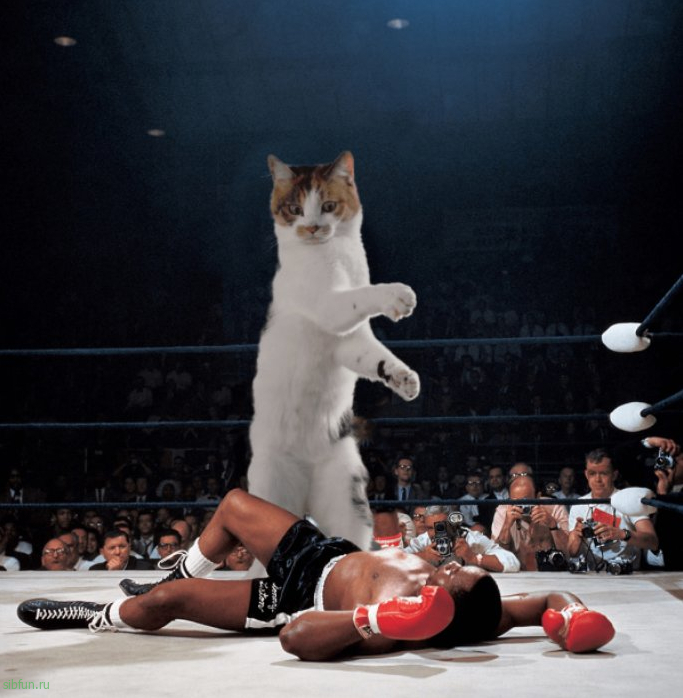 Кот-прыгун стал новым героем фотошоп-битвы в Сети