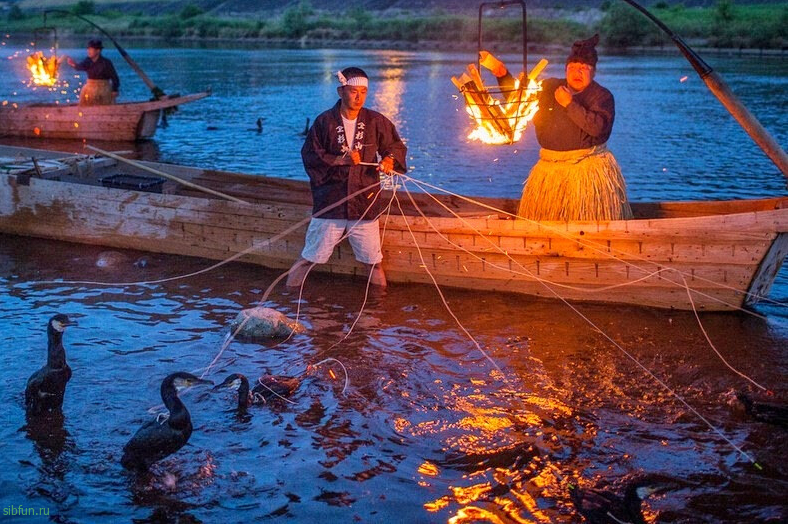 Ukai – необычная японская рыбалка при помощи бакланов | Видео и фото рыбалки с бакланами 