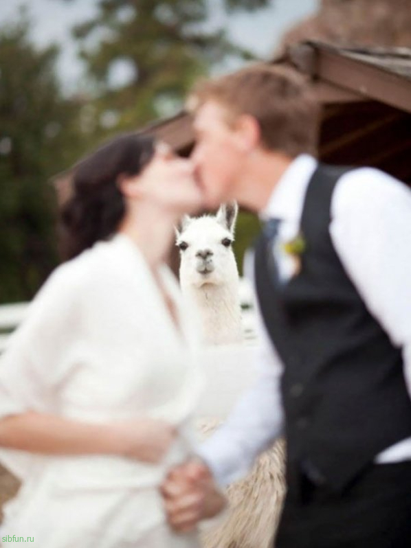 Неудачные фото на свадьбе