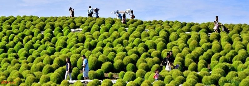 Самые красивые парки мира:  Парк Хитачи-Сисайд в Японии (35 фото)