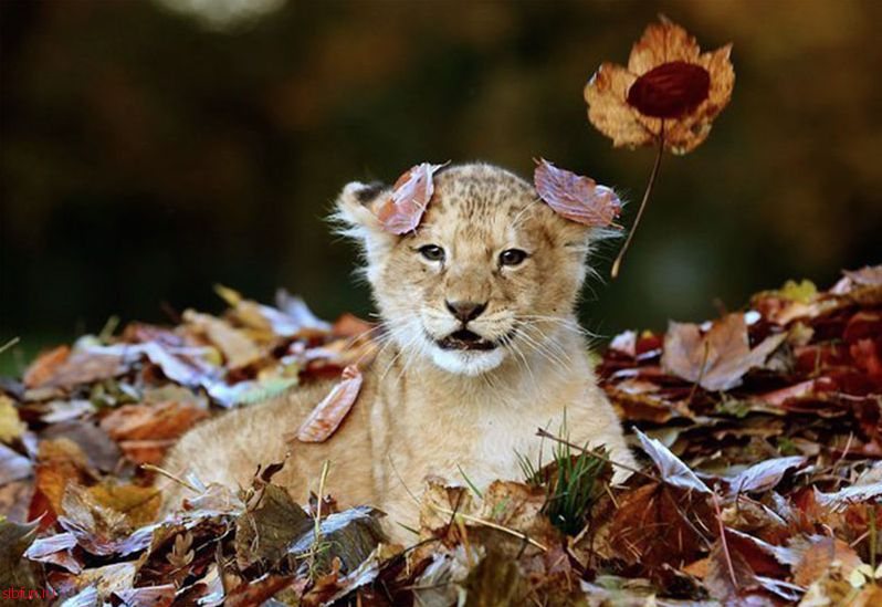 Неистовая схватка львёнка с кучкой осенних листьев