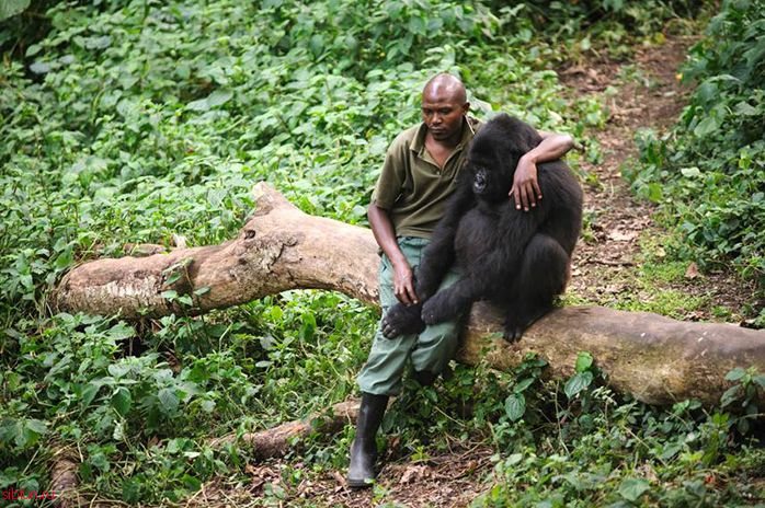 Мужчина обнимает гориллу после того, как его мать убили браконьеры