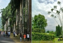 Королевский ботанический сад в Перадении, Шри-Ланка