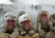 В Японии обезьяны принимают спа-процедуры в горячих источниках