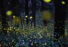 Туда где мерцают светлячки