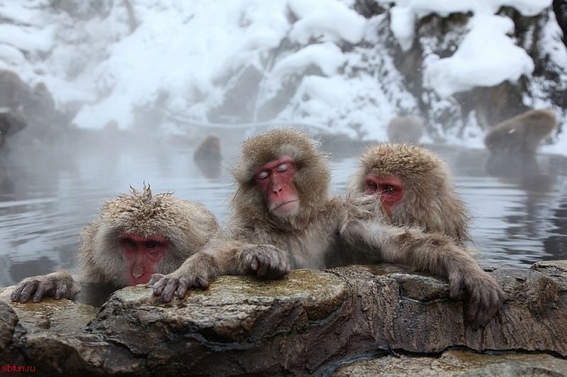 В Японии обезьяны принимают спа-процедуры в горячих источниках