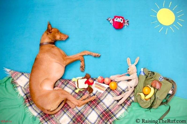 35 чудесных приключений пса Руфуса во сне
