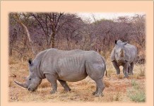 Любопытные факты в картинках