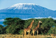 Хочу на Килиманджаро!