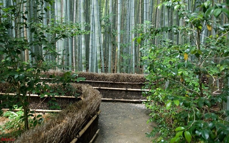 Бамбуковый лес Сагано в Японии