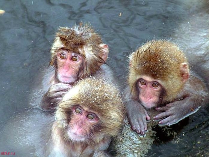 В Японии обезьяны принимают спа-процедуры в горячих источниках
